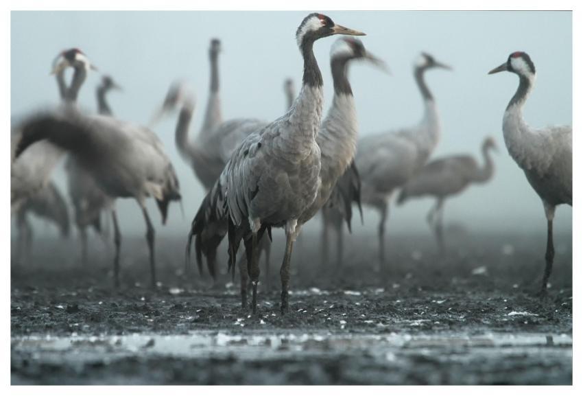 Crane Bird Birds Photo