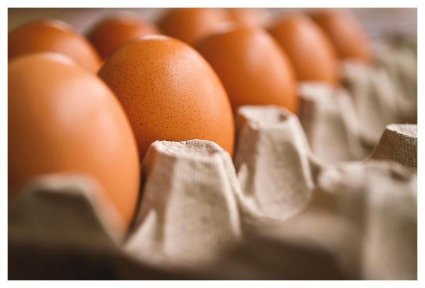 Egg Egg Holder Reproduction Chicken Egg