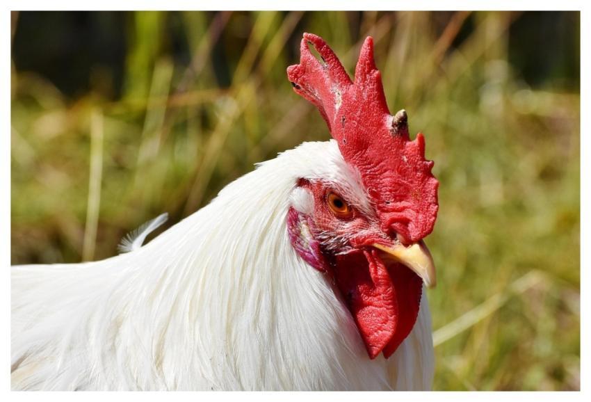 Faucet Crow Poultry Cockscomb