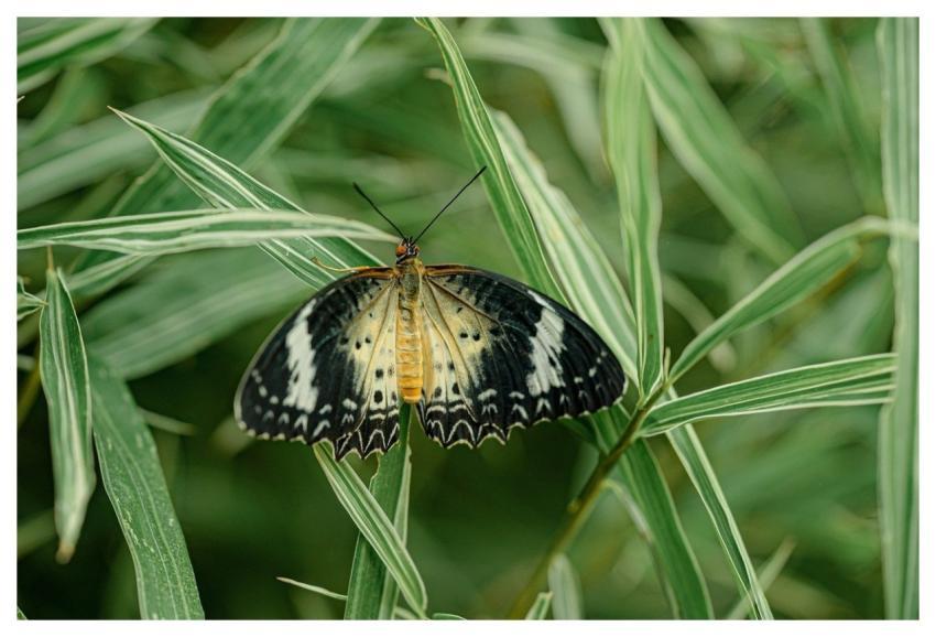 Garden Nature Flower Wallpaper Blossom