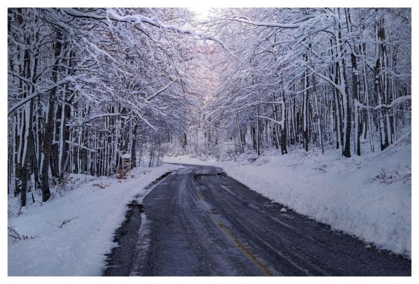 Trees Forest Winter Snow
