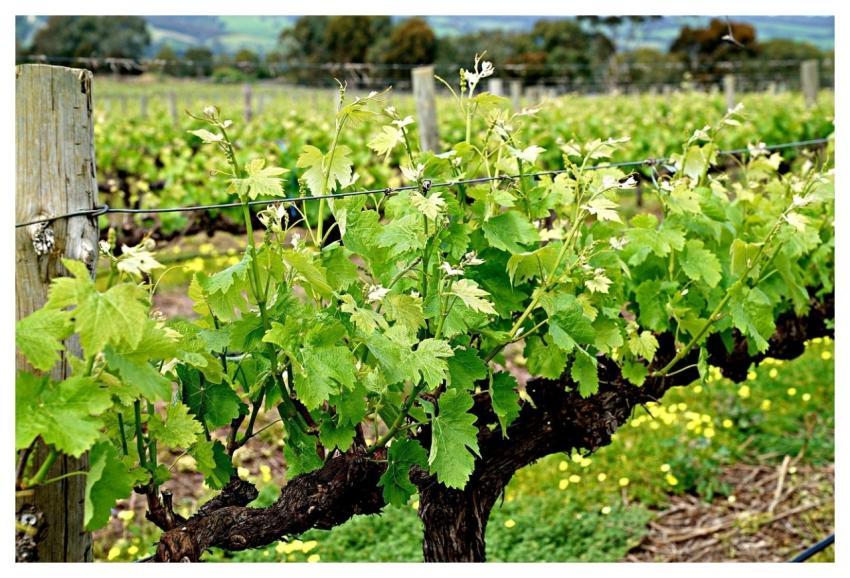 Vine Sprouts Vineyard Business