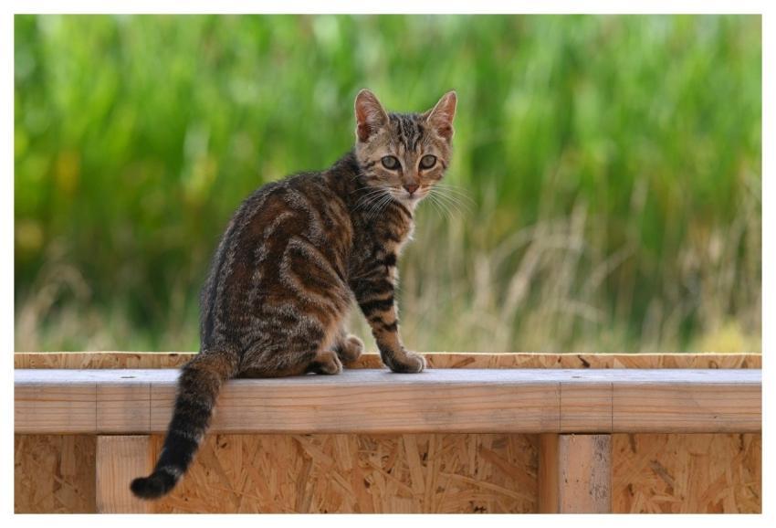 Mila Kitten Animal Cat Feline