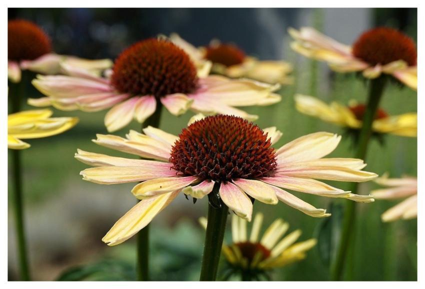 Rudbeckia Flower Echinacea Coneflowers
