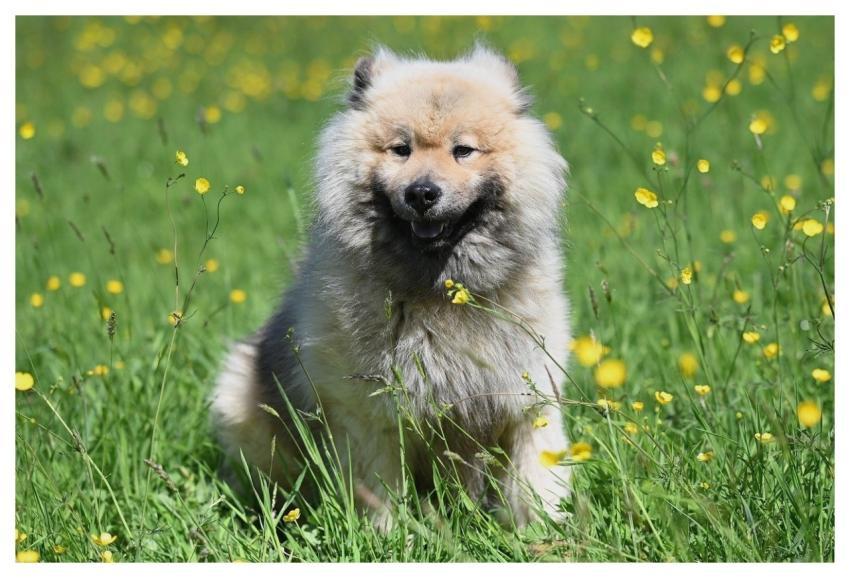 Eurasier Olaf Canine Nature Dog