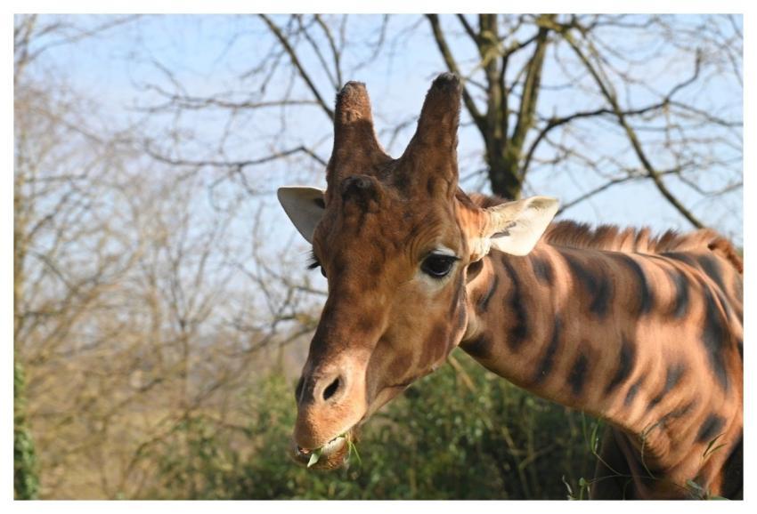 Giraffe Zoo Animal Nature