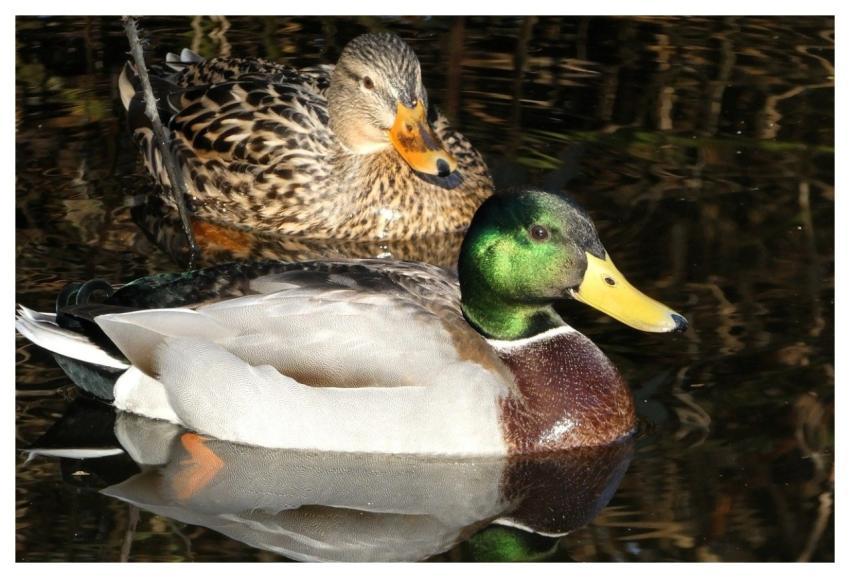 Ducks Pond Lake Birds