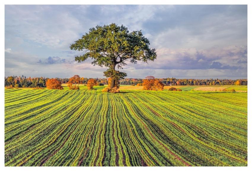 Tree Field Nature Meadow