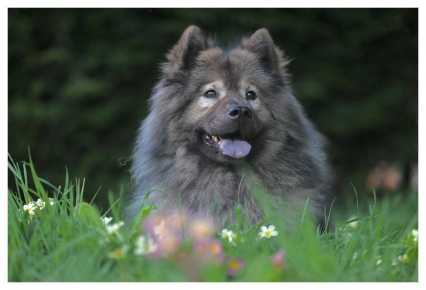 Eurasier Plinn Pet Dog Animal
