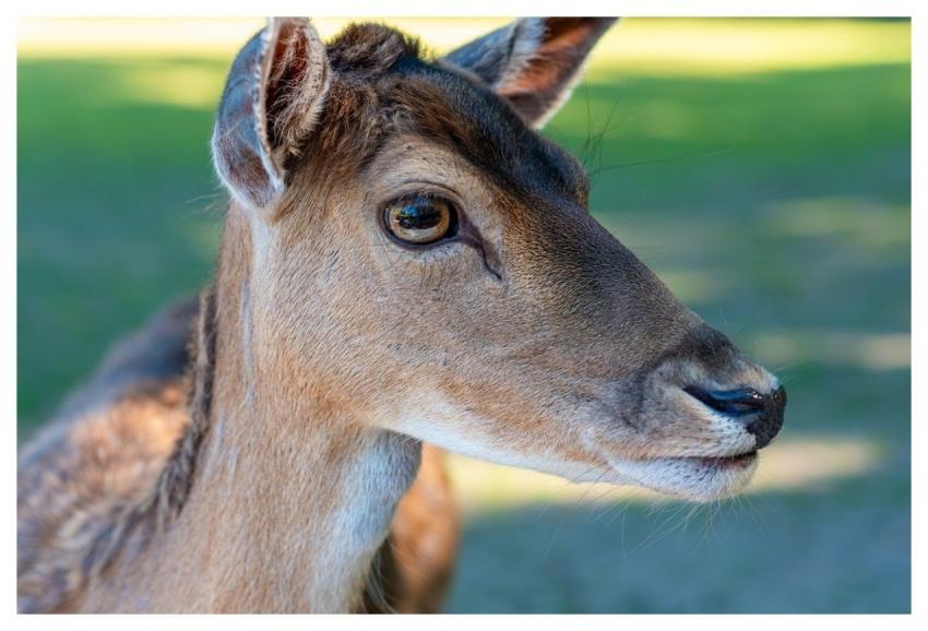 Fallow Deer Deer Nature Forest