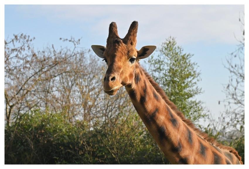 Giraffe Zoo Nature Animal