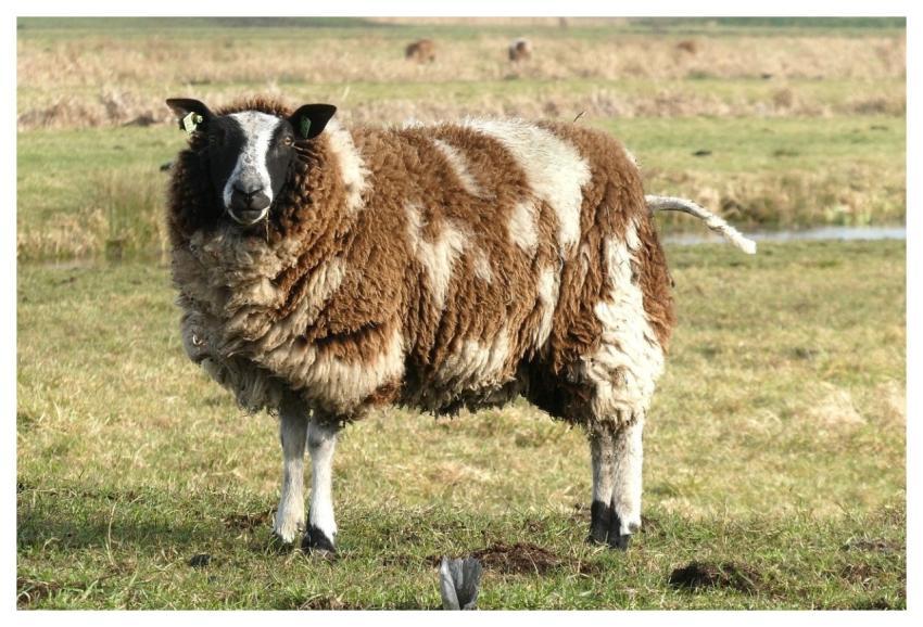 Animal Wool Sheep Mammal