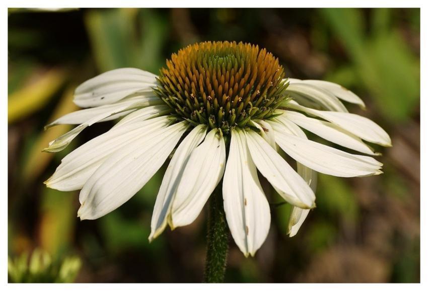 White Flower White Coneflower Rudbeckia Flower
