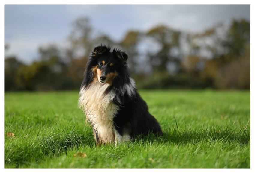 Shetland Sheepdog Animal Dog Pet