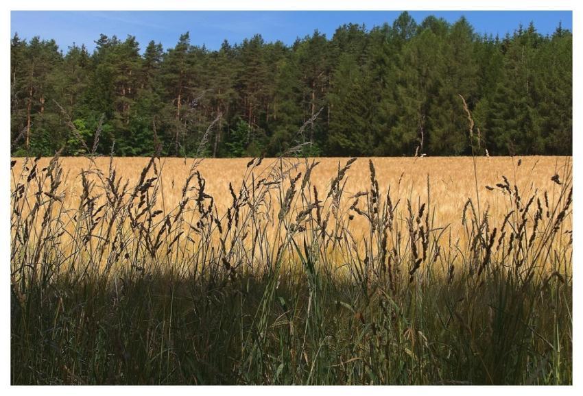 Cornfield Edge Of Field Forest Blades Of Grass