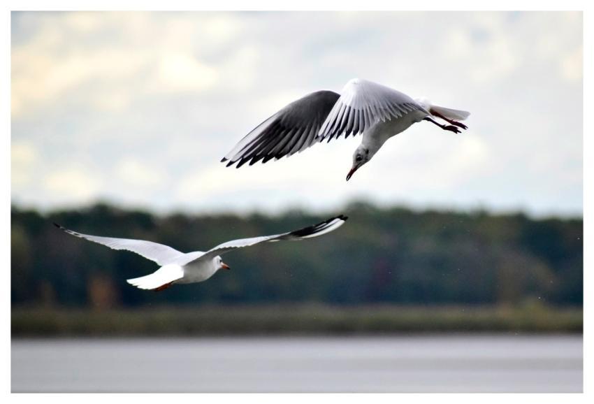 Seagull Flying Bird Waterside Nature