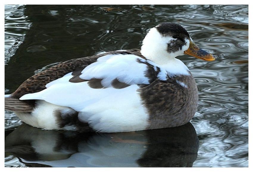 Ducks Birds Lake Waterfowl