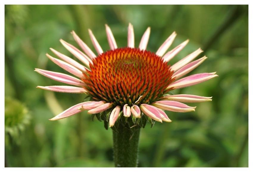 Rudbeckia Flower Echinacea Coneflowers
