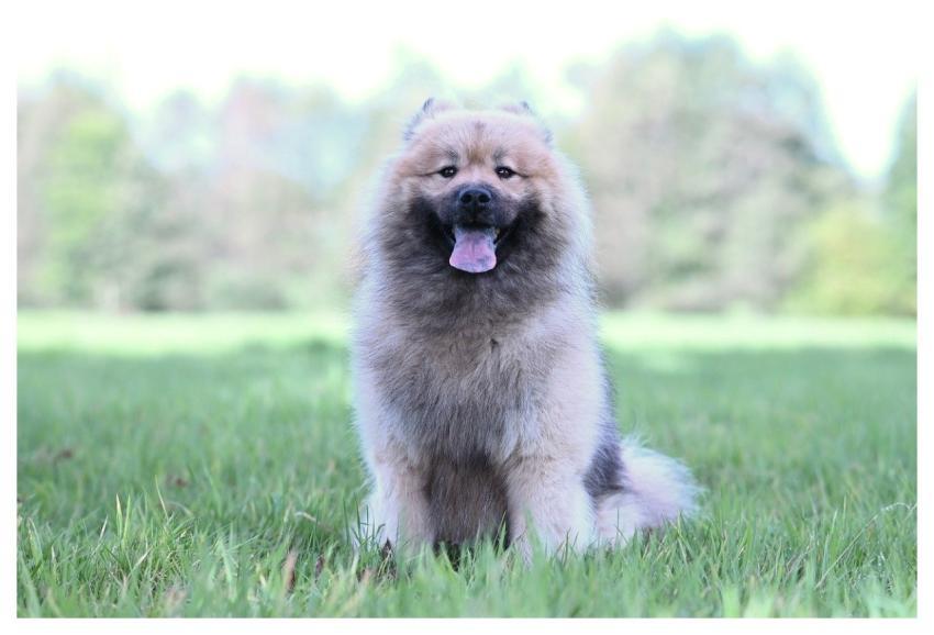 Eurasier Olaf Dog Animal Nature