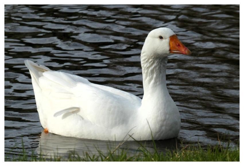 Goose White Goose Waterfowl Swimming