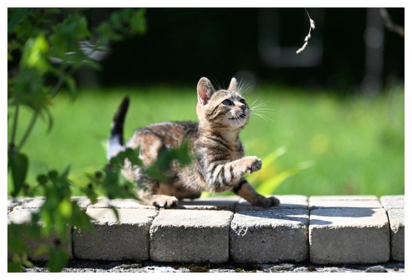 Cat Kitten Animal Jaclou-Dl