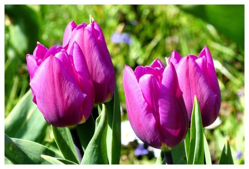 Tulip Flower Vegetable Bloom
