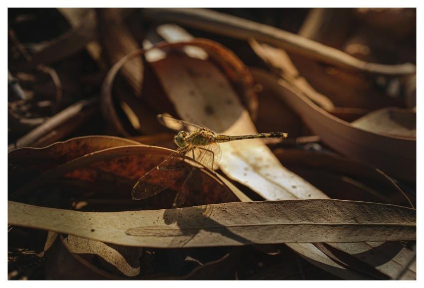 Fly Nature Mushroom Insect