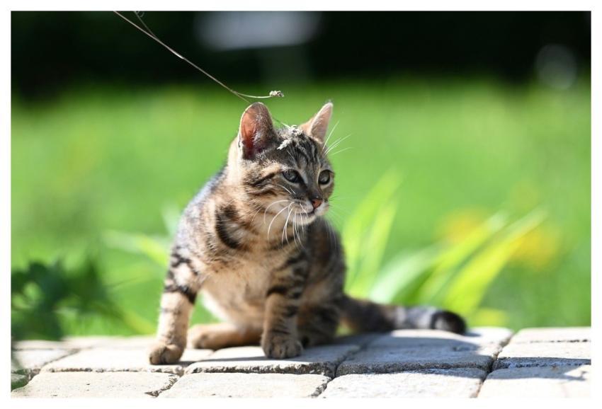 Cat Feline Nature Jaclou-Dl