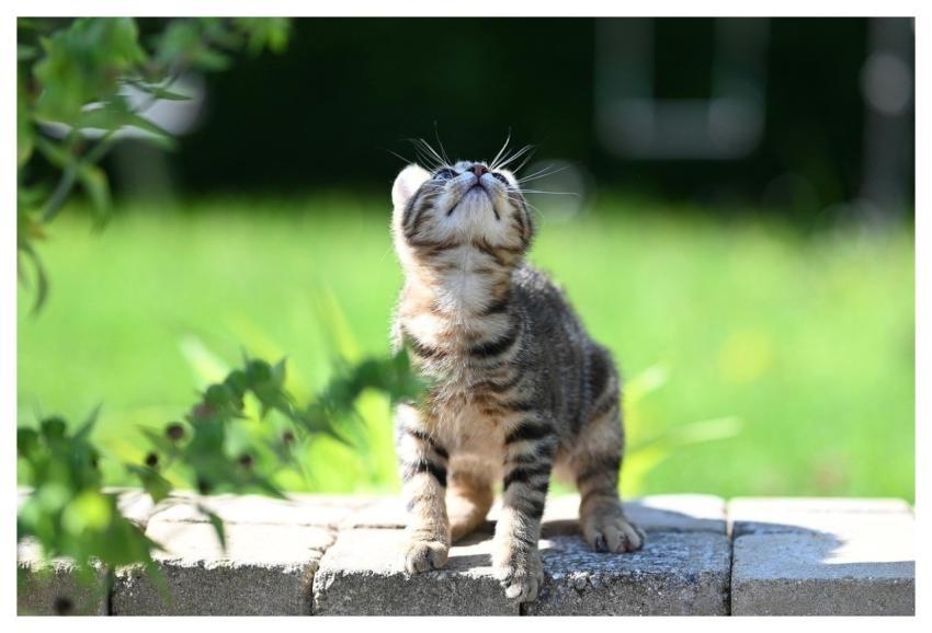 Cat Feline Animal Nature