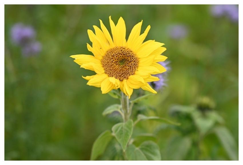 Sunflower Flowers Flowers Flora Nature
