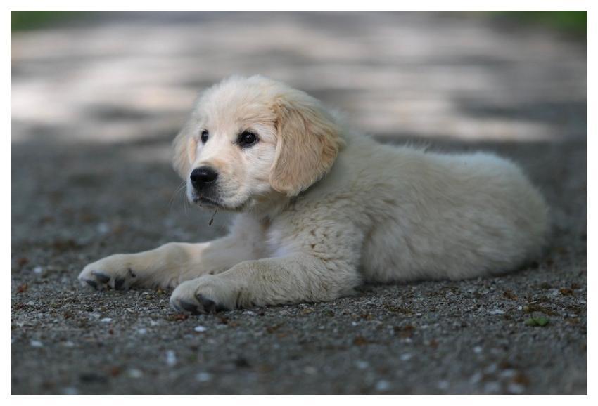 Golden Retriever Puppy Canine Puppy Dog Of