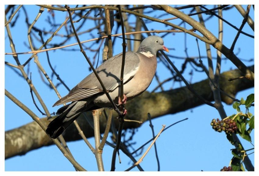 Bird Pigeon Ornithology Feathers