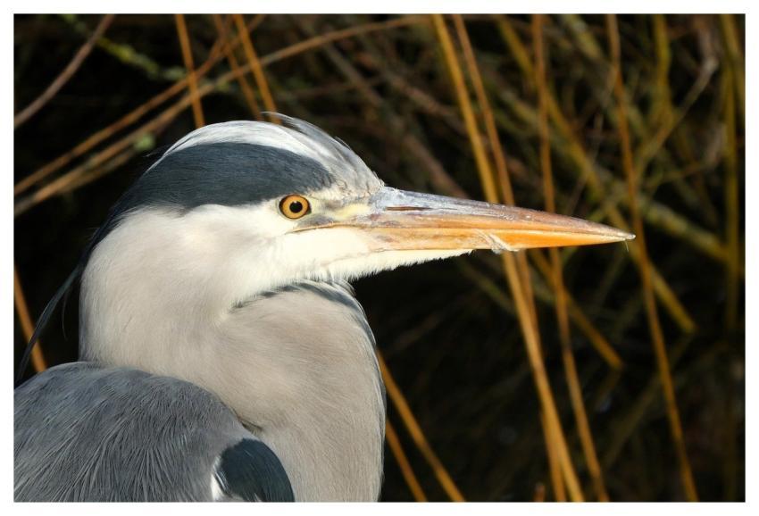 Heron Beak Bird Waterfowl