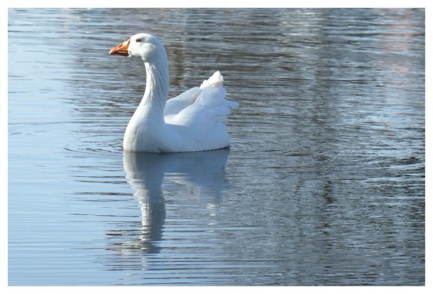 Goose White Goose Waterfowl Swimming