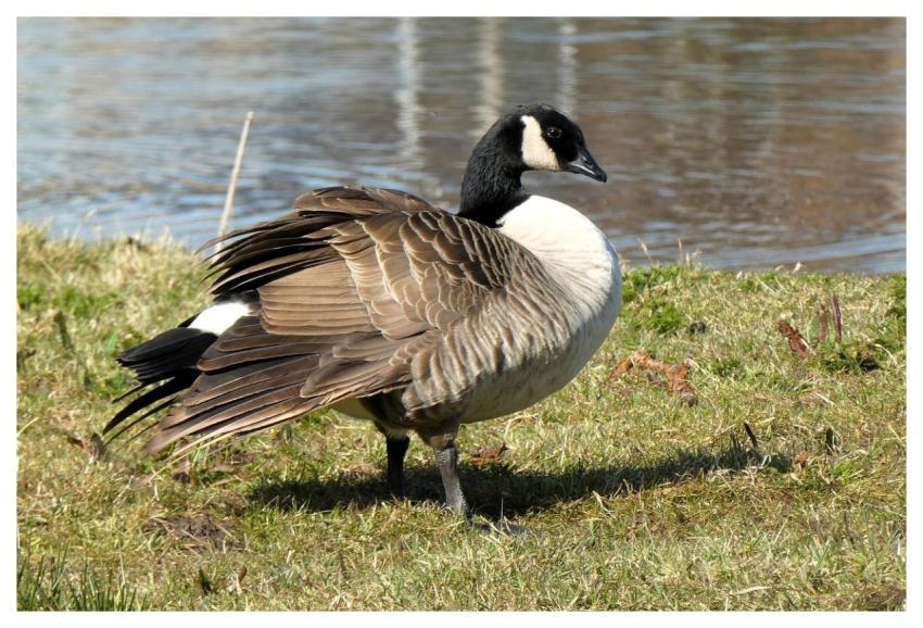 Canadian Goose Goose Bird Animal