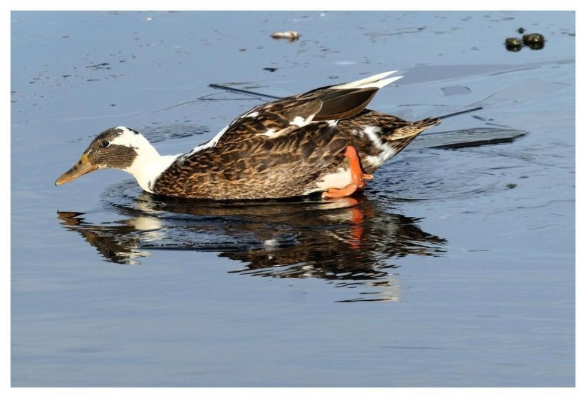Duck Bird Animal Feathers