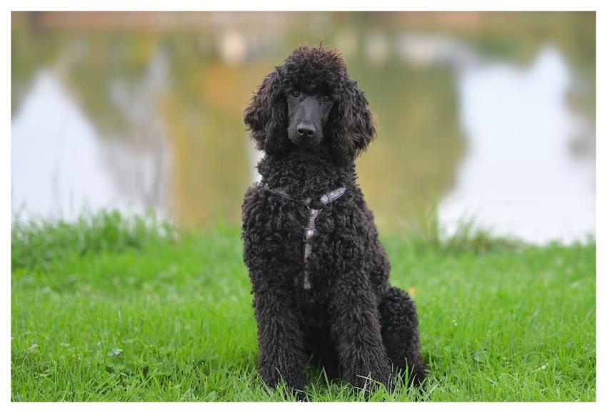 Standard Poodle Large Black Poodle Animal Dog