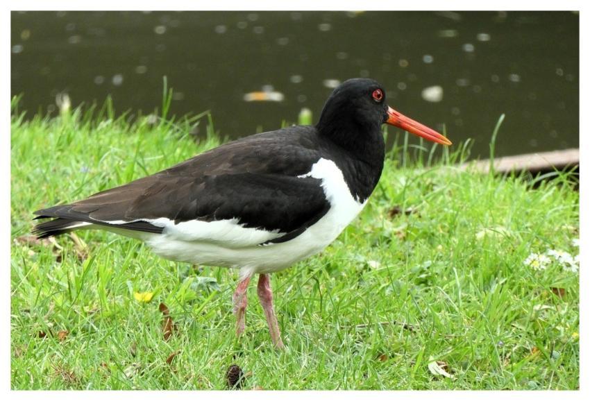 Oystercatcher Nature Bird Animal