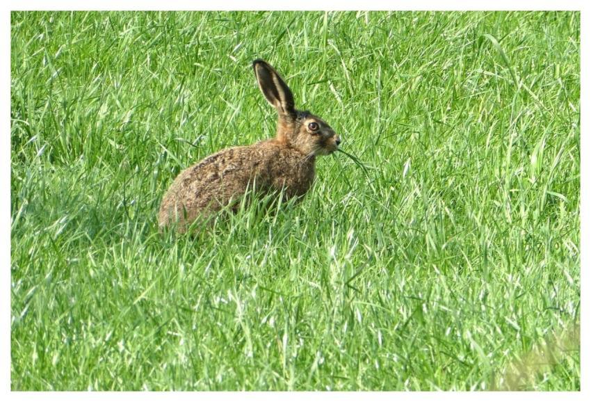 Hare Mammal Grass Pasture