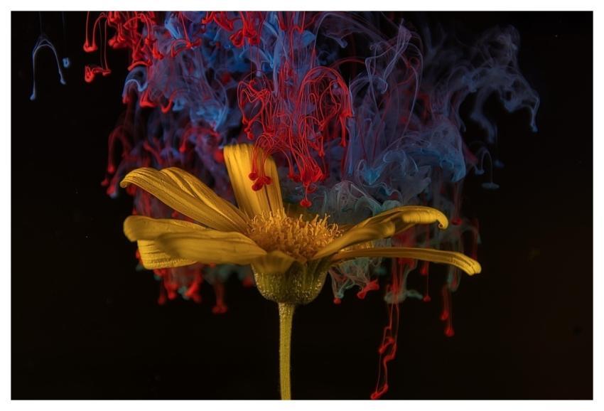 Flower Ink Cool Backgrounds Wallpaper Hd