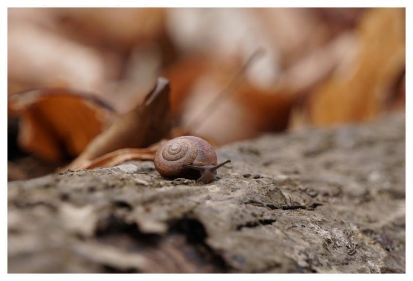 Snail Nature Brown Forest