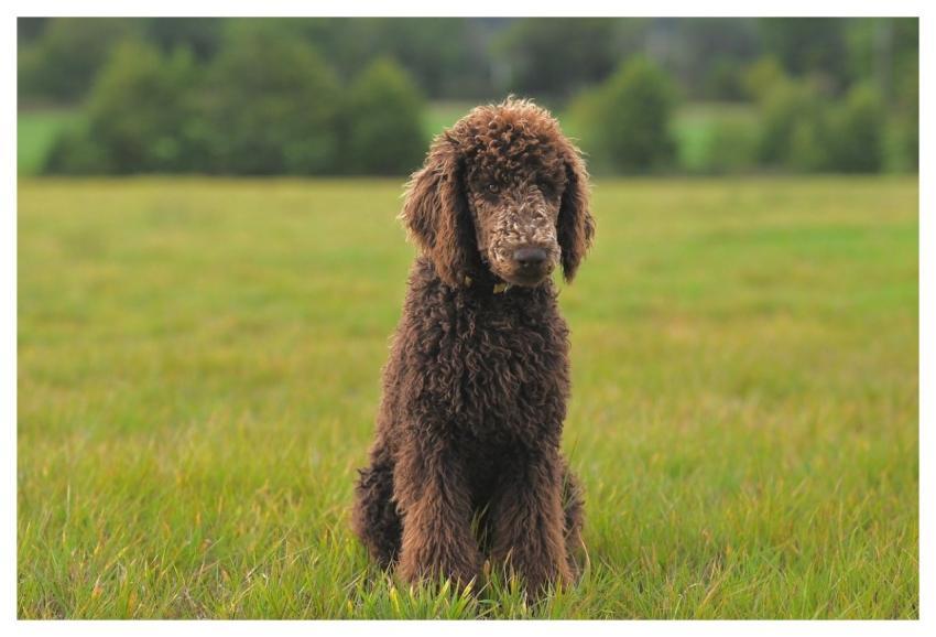 Royal Poodle Aurelio Large Poodle Poodle Brown