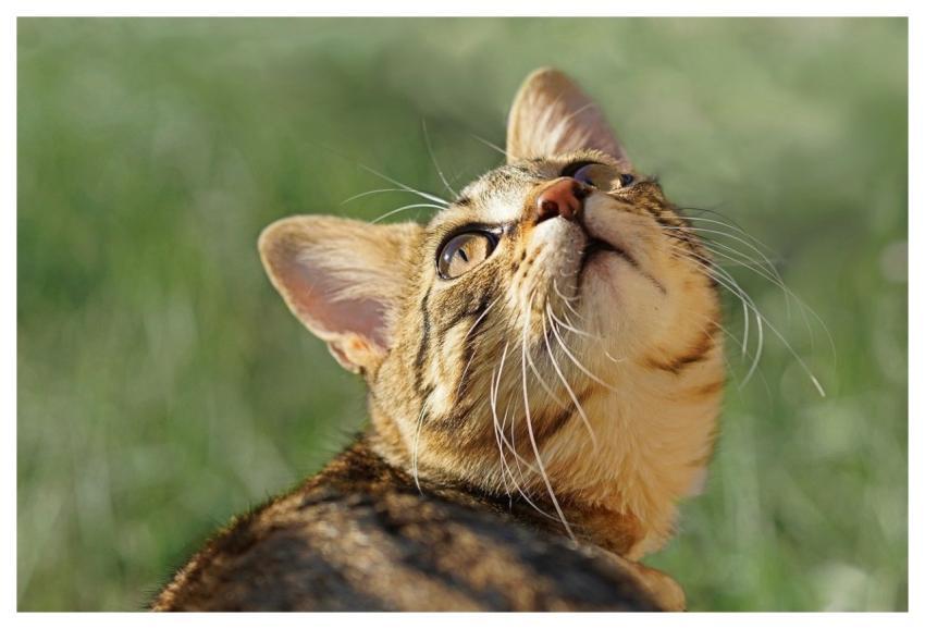 Cat Portrait Look Cute