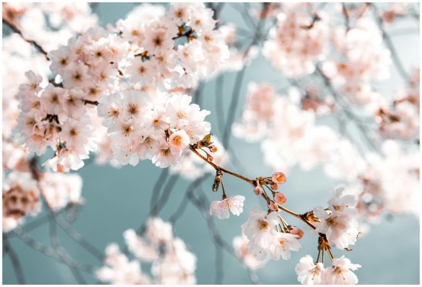 Close-up of cherry blossoms on a branch with a blu