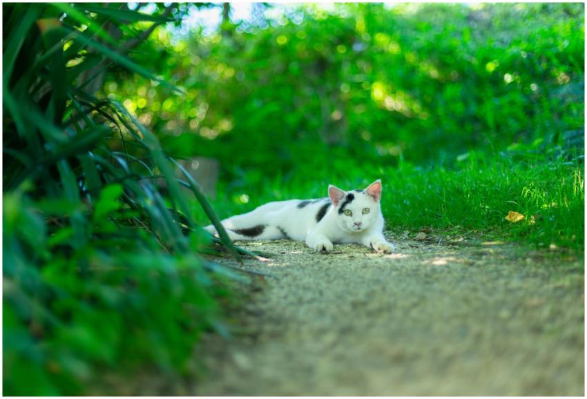 A calm black and white cat lounging in a serene, g