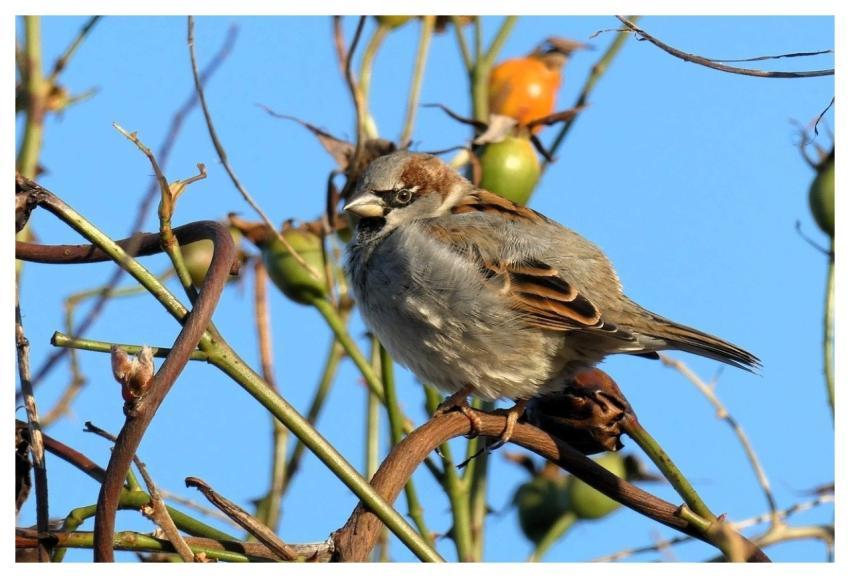 Sparrow Bird Nature Ornithology