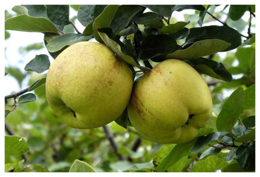 Apples Autumn Fruit Healthy