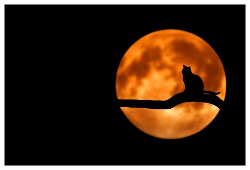 Tree Cat Pet Silhouette