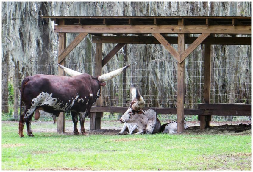 Ankole Watusi cows with large horns resting under