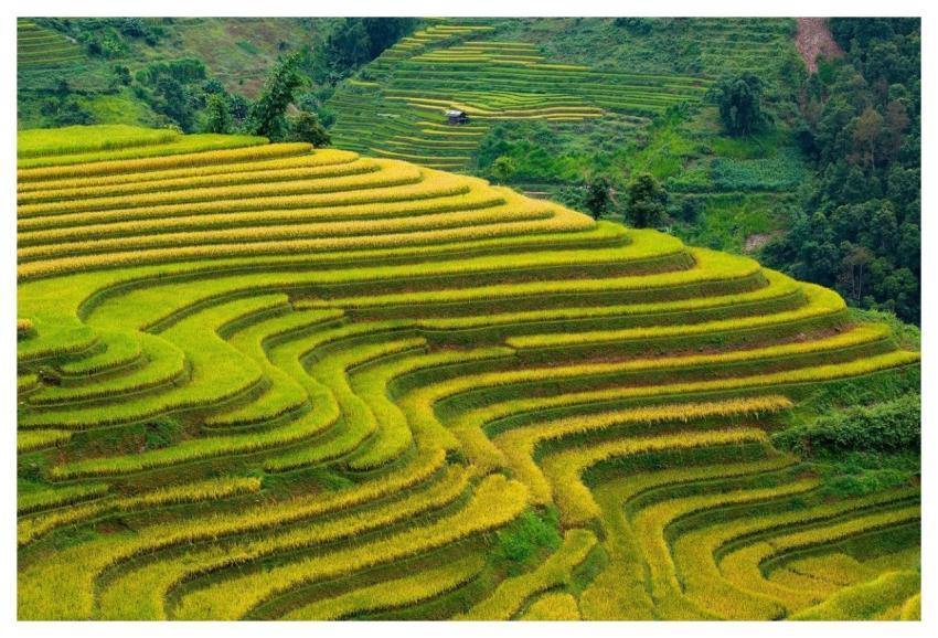 Vietnam Blind Cang Brush Terraces Golden Season